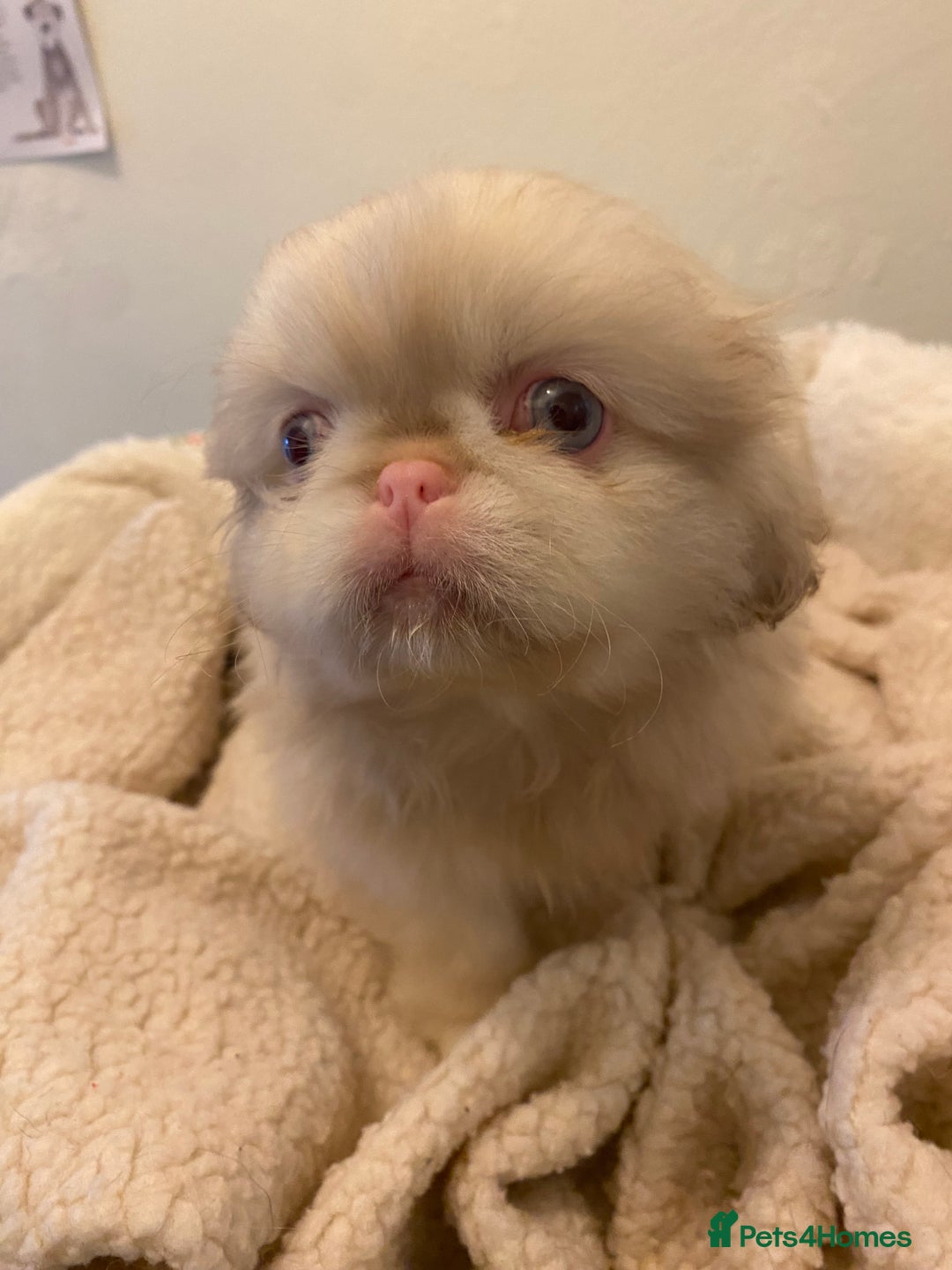 Pekingese dogs for sale: Pink Pekingese puppies  - Advert 16