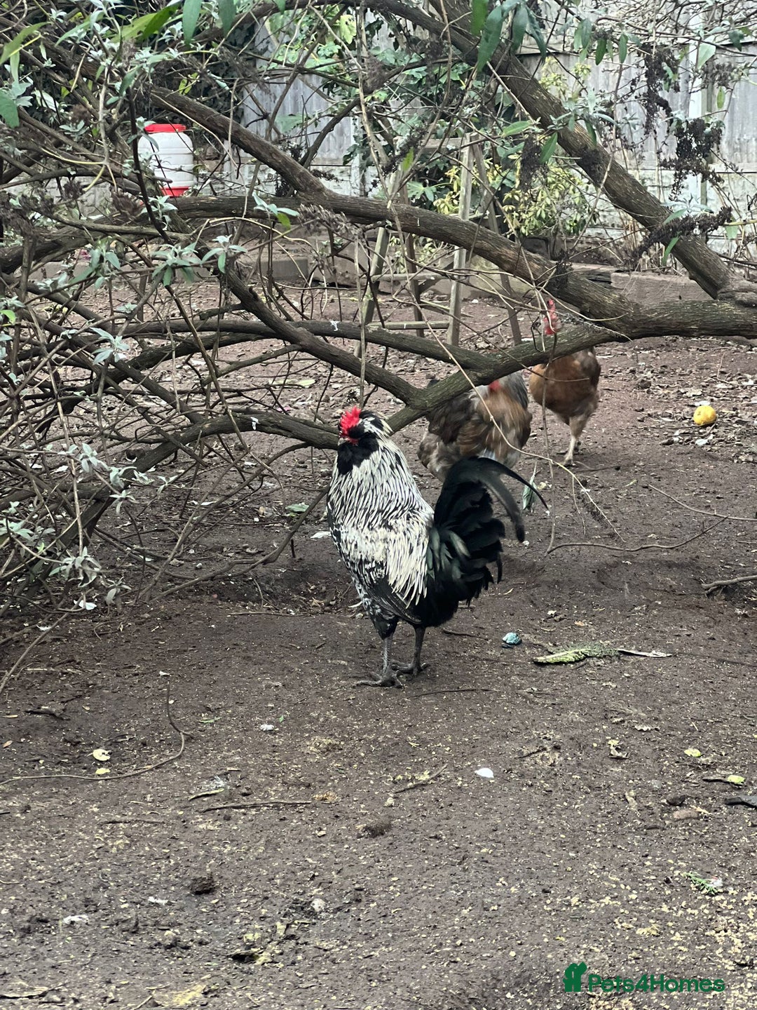 Chickens poultry for sale: Four wonderful boys  - Advert 6