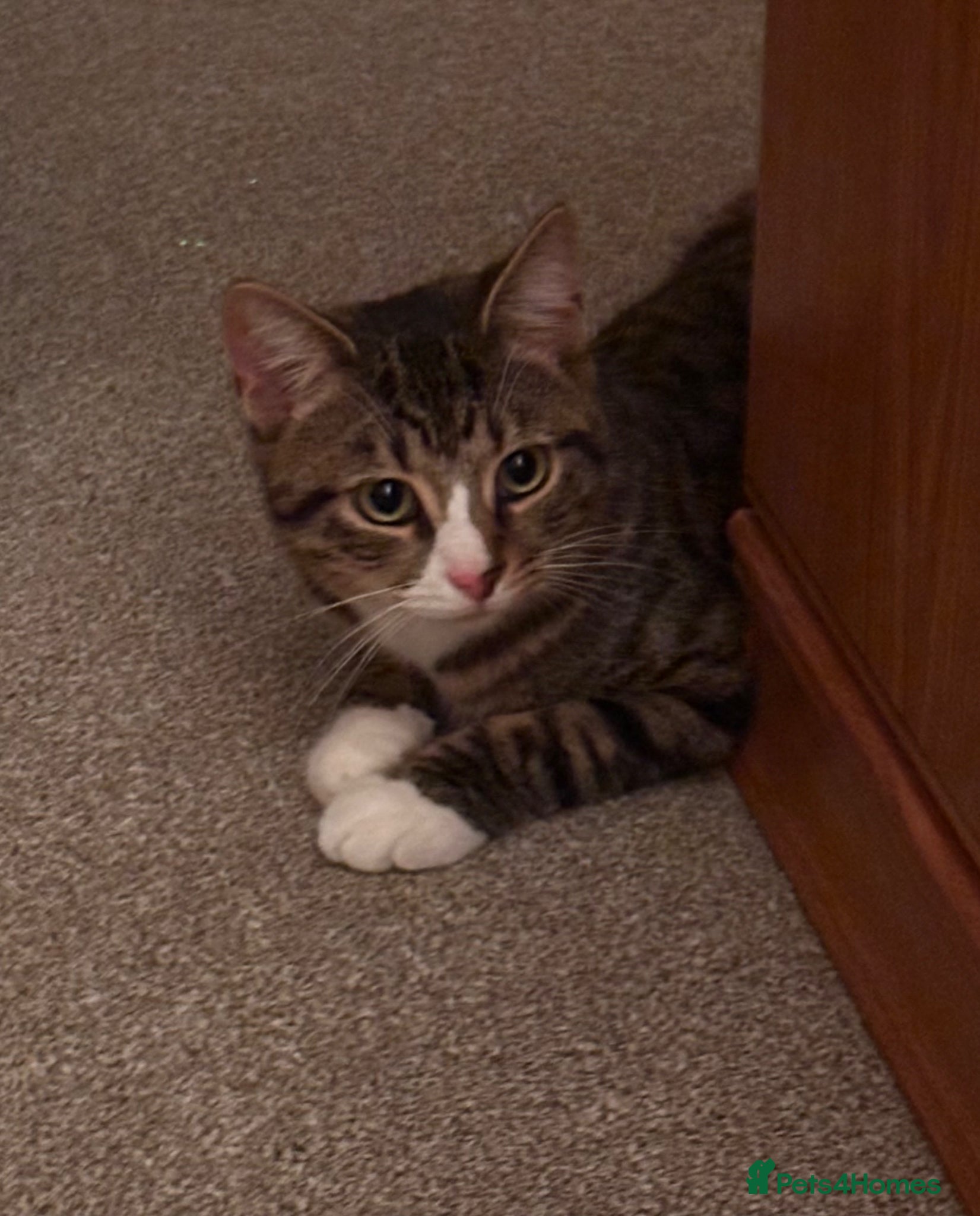 Domestic Shorthair cats Samie - Advert 10