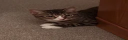 Domestic Shorthair cats for sale: Samie - Advert 1