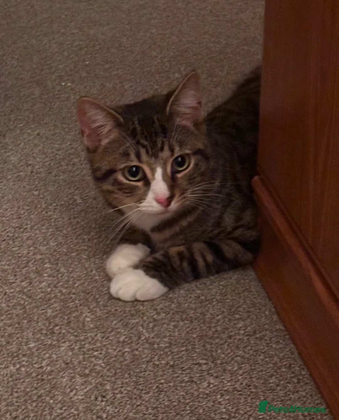 Domestic Shorthair cats for sale: Samie - Advert 1