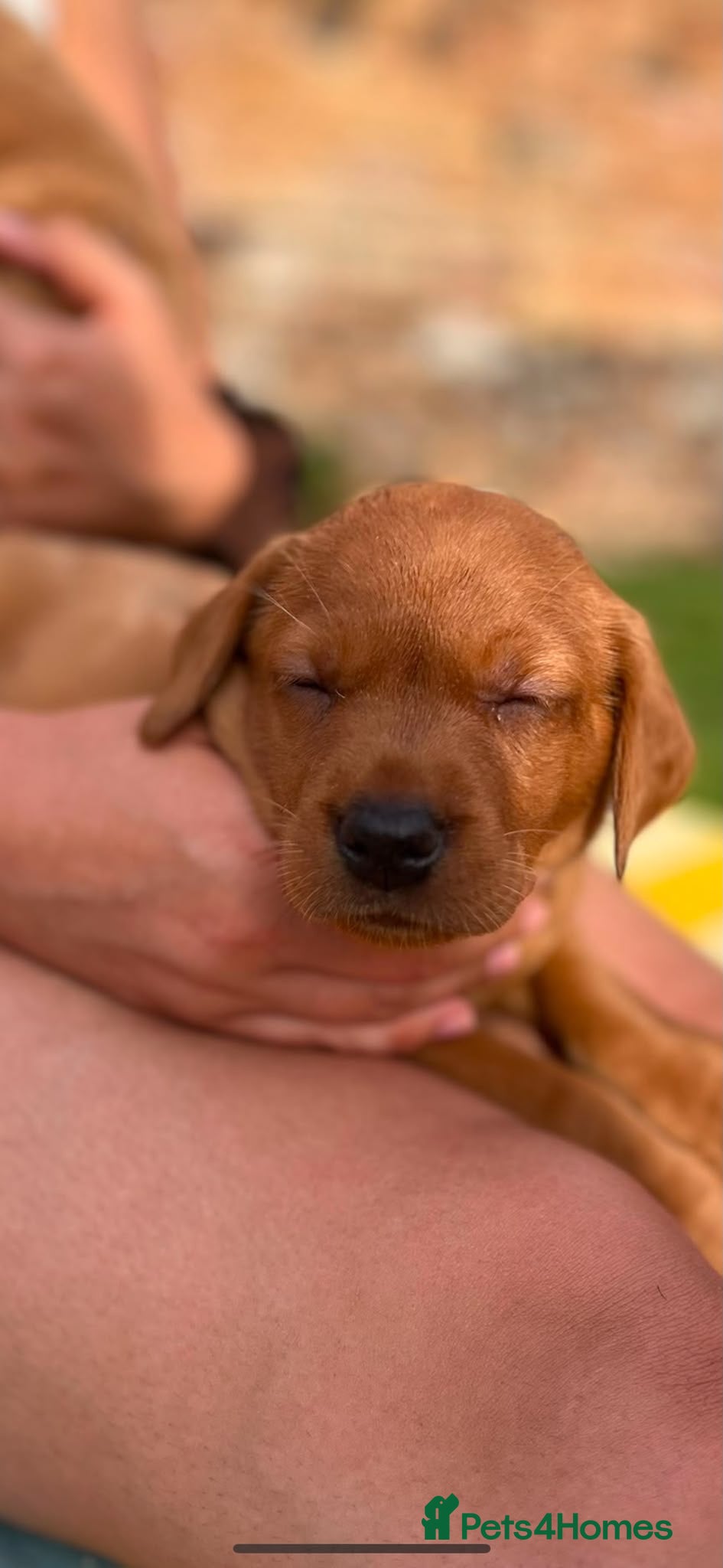 Labrador Retriever dogs Fox red labrador puppies  - Advert 2