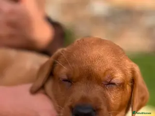 Labrador Retriever dogs Fox red labrador puppies - Advert 2