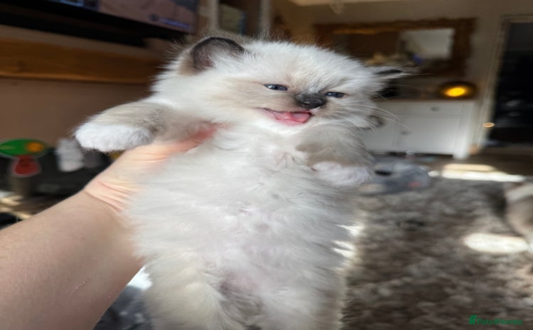 Ragdoll cats - Advert 2