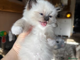 Ragdoll cats - Advert 2