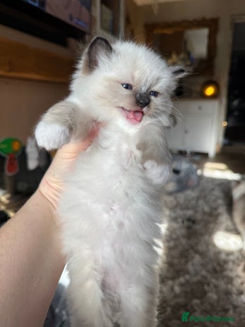 Ragdoll cats - Advert 3