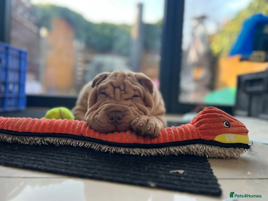 Shar Pei dogs for stud: Gorgeous Pure Shar pei ready for stud!  in Feltham - Advert 3