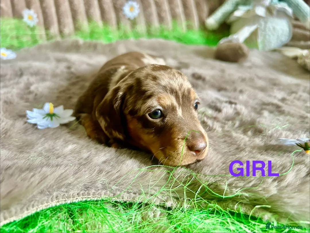 Dachshund dogs for sale: Dachshund Puppies   - Advert 27