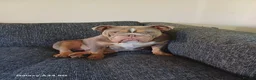 English Bulldog dogs for sale: Stella - Advert 2