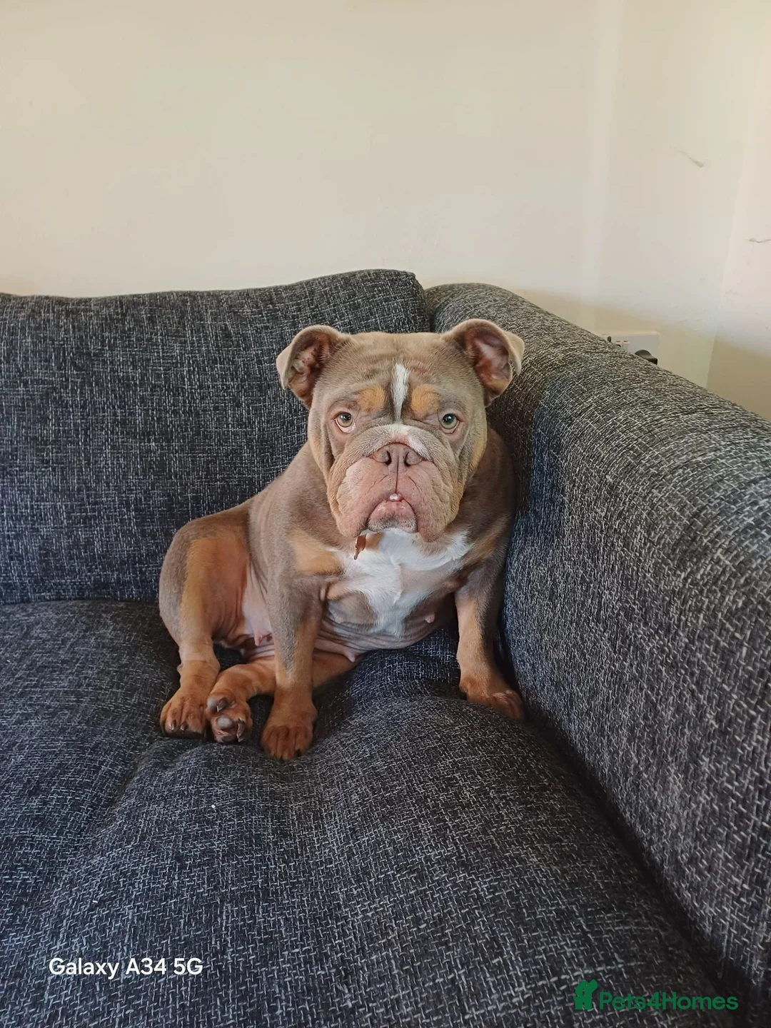 English Bulldog dogs for sale: Stella - Advert 2