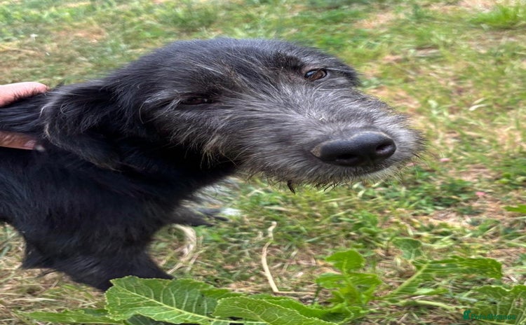 Mixed Breed dogs - Advert 2