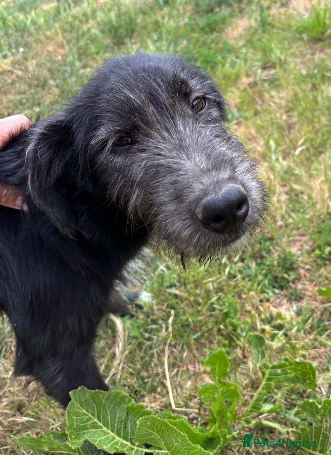 Mixed Breed dogs for adoption: TARMAC - a handsome young boy for a Loving Home - Image 1