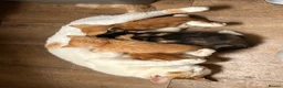 Mixed Breed cats for sale: Mixed litter of fun and friendly kittens. - Advert 10