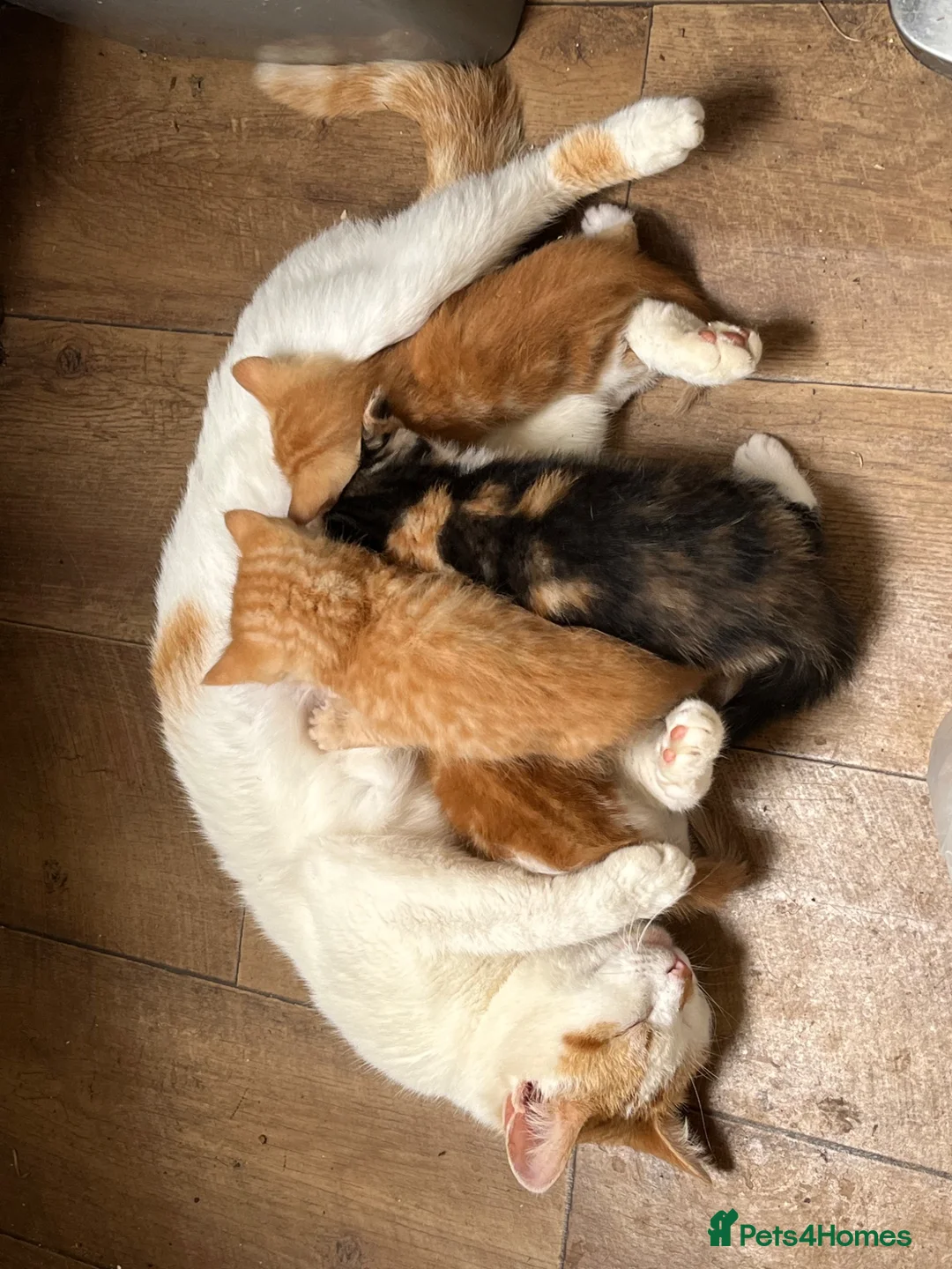 Mixed Breed cats for sale: Mixed litter of fun and friendly kittens. - Advert 10