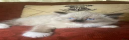 Mixed Breed cats for sale: Ragdoll and Thai kittens - Advert 20