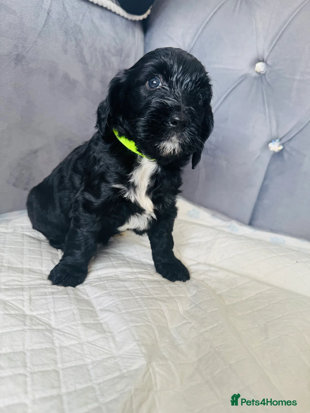 Cockapoo dogs for sale: F2 cockapoo puppies  - Advert 6