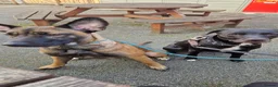 Mixed Breed dogs for sale: Bonnie/Bella  - Advert 4