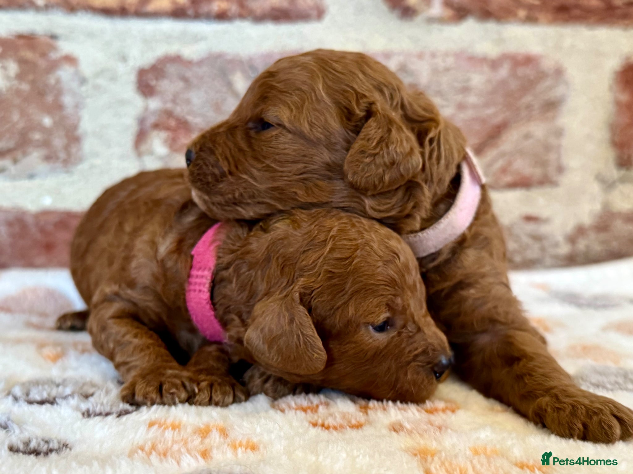 Cavapoo dogs F1b Cavapoos  - Advert 1