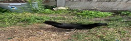 Mixed Breed livestock for sale: Chickens for sale  - Advert 3