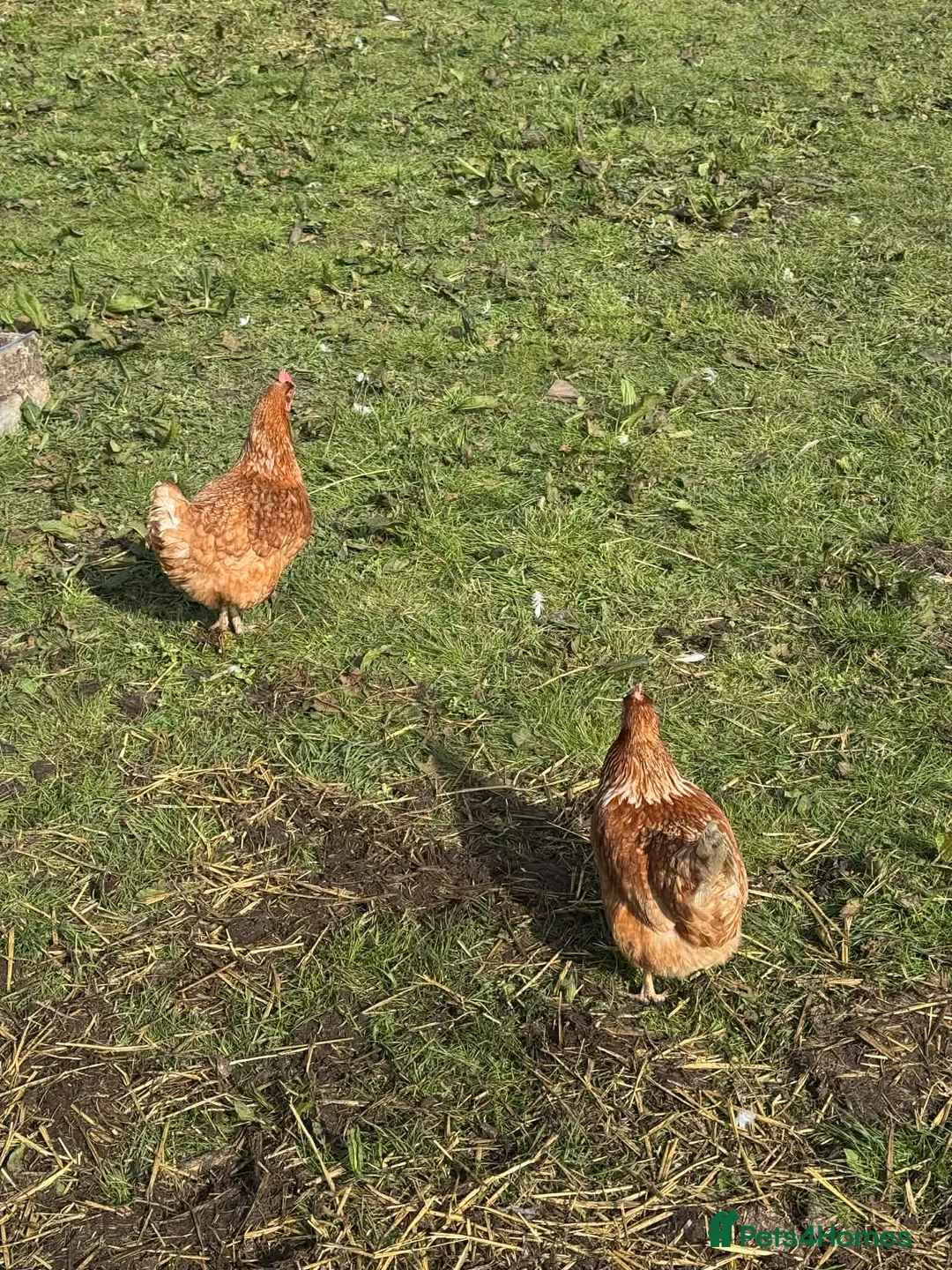 Chickens poultry for sale: Chickens - Advert 6