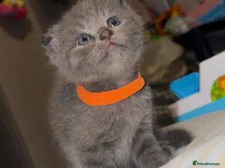 Mixed Breed cats ‼️READY‼️BritishShorthair&ScottishFold Kittens - Advert 1
