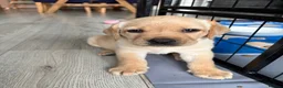 Labrador Retriever dogs for sale: Stunning Lab Puppies available to leave in 2 weeks - Advert 5