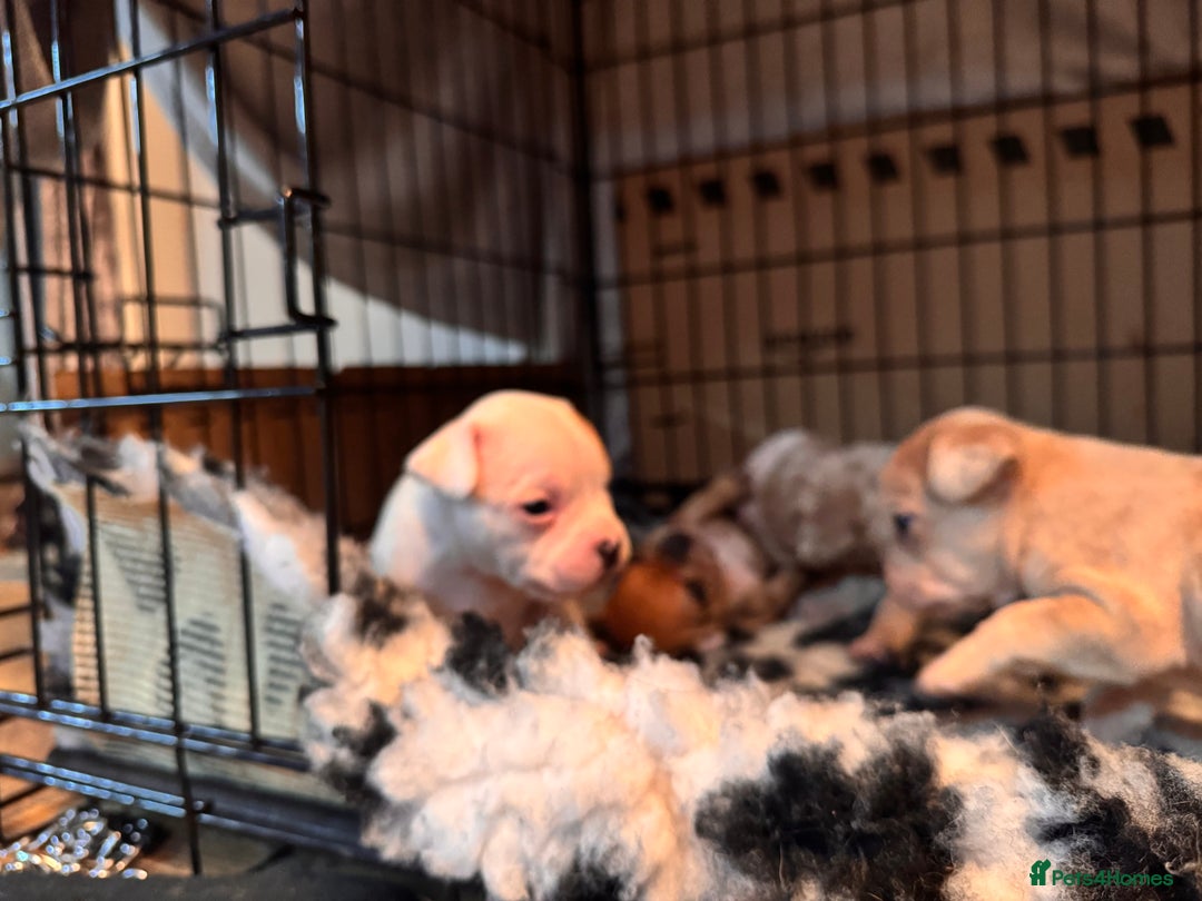 Mixed Breed dogs for sale: French bulldog x American bulldog Ready Now  - Advert 6