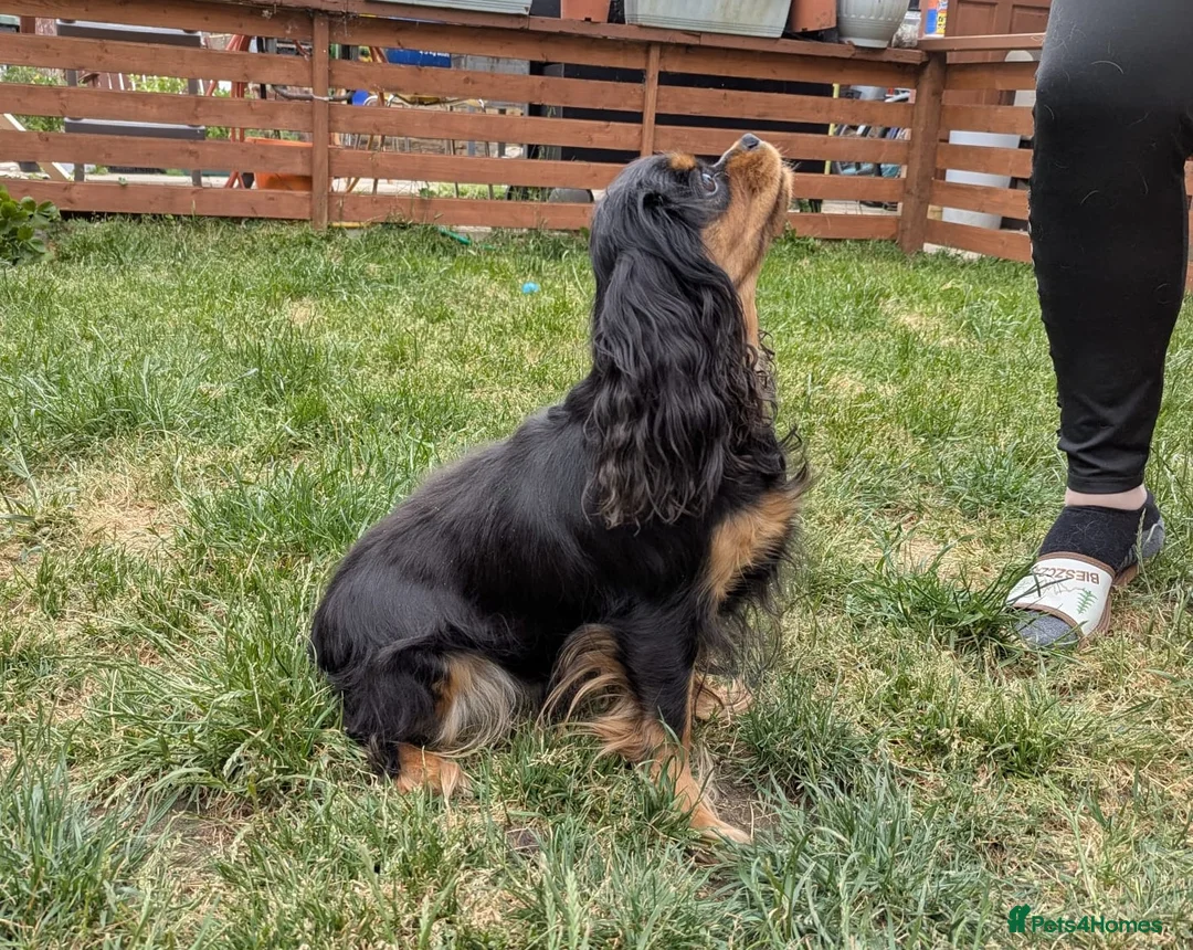 Cavalier King Charles Spaniel dogs for sale: Gorgeous Cavalier King Charles Spaniel puppies - Advert 2