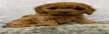 Cavapoo Puppy 5