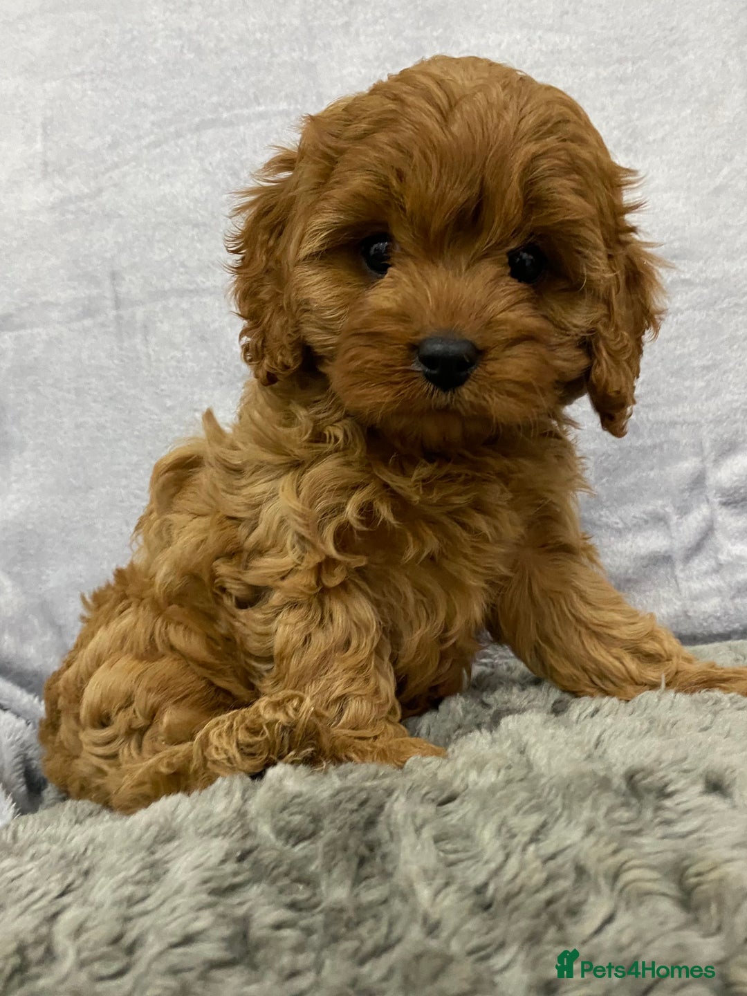 Cavapoo dogs for sale: Cute Cavapoo - Advert 5