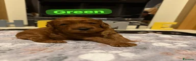 Cockapoo 4