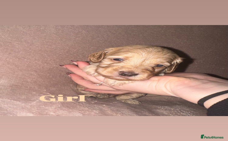 Cockapoo dogs Cockapoo Puppies  - Advert 1