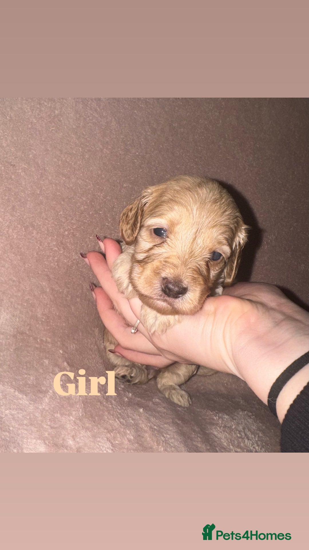 Cockapoo dogs for sale: Cockapoo Puppies  - Advert 1