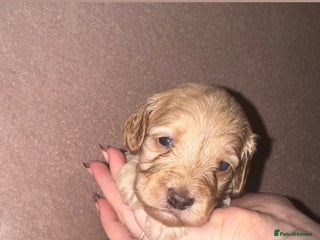 Cockapoo dogs Cockapoo Puppies - Advert 1