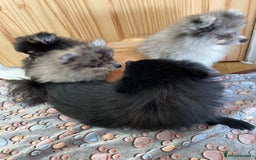 Pomeranian dogs for sale: Pomeranian puppies - Image 9