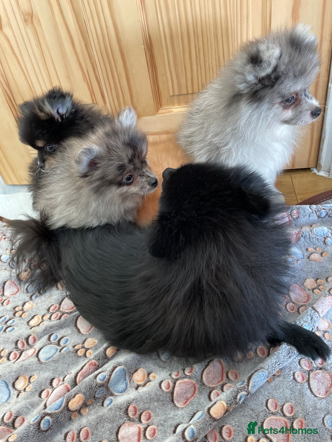 Pomeranian dogs for sale: Pomeranian puppies - Image 9