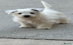 West Highland Terrier dogs for sale: Beautiful Westhighland White Terriers - Image 1
