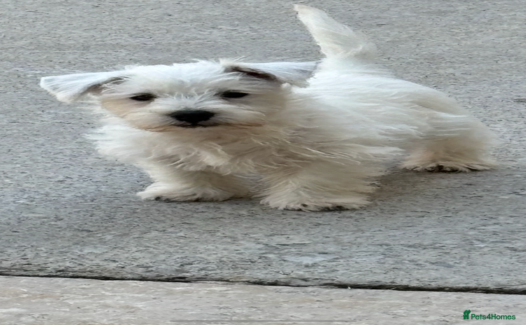 West Highland Terrier dogs - Advert 1