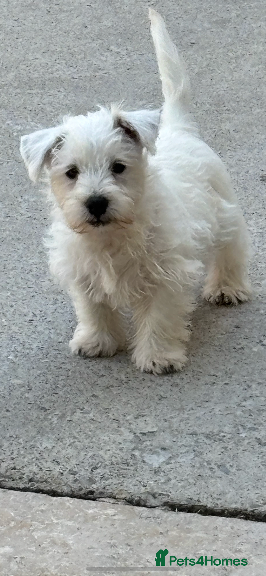 West Highland Terrier dogs for sale: Beautiful Westhighland White Terriers - Image 1
