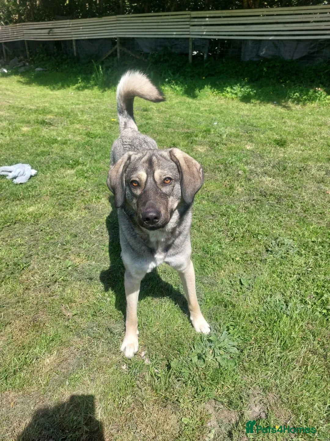 Mixed Breed dogs for adoption: Meet Pippa, currently residing in Carmarthenshire  in Llandeilo - Advert 7