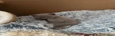 British Shorthair- Red Collar- Fawn colouring