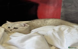 British Shorthair cats for sale: BSH kitten classic & chinchilla bloodline - Image 19