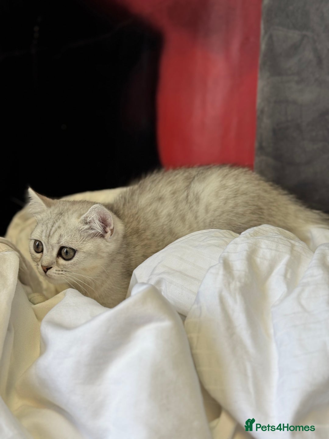 British Shorthair cats for sale: BSH kitten classic & chinchilla bloodline - Image 19