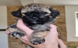 Maltipoo dogs for sale: Rare F2 Toy Maltipoos, DNA Clear + Basic Training - Image 8