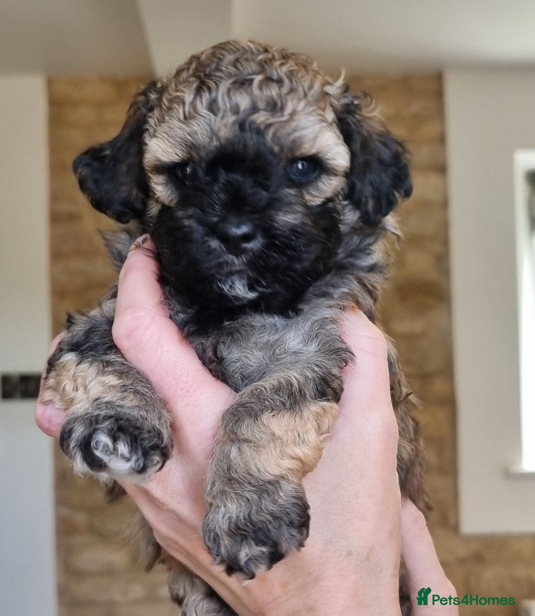 Maltipoo dogs for sale: Rare F2 Toy Maltipoos, DNA Clear + Basic Training - Image 8