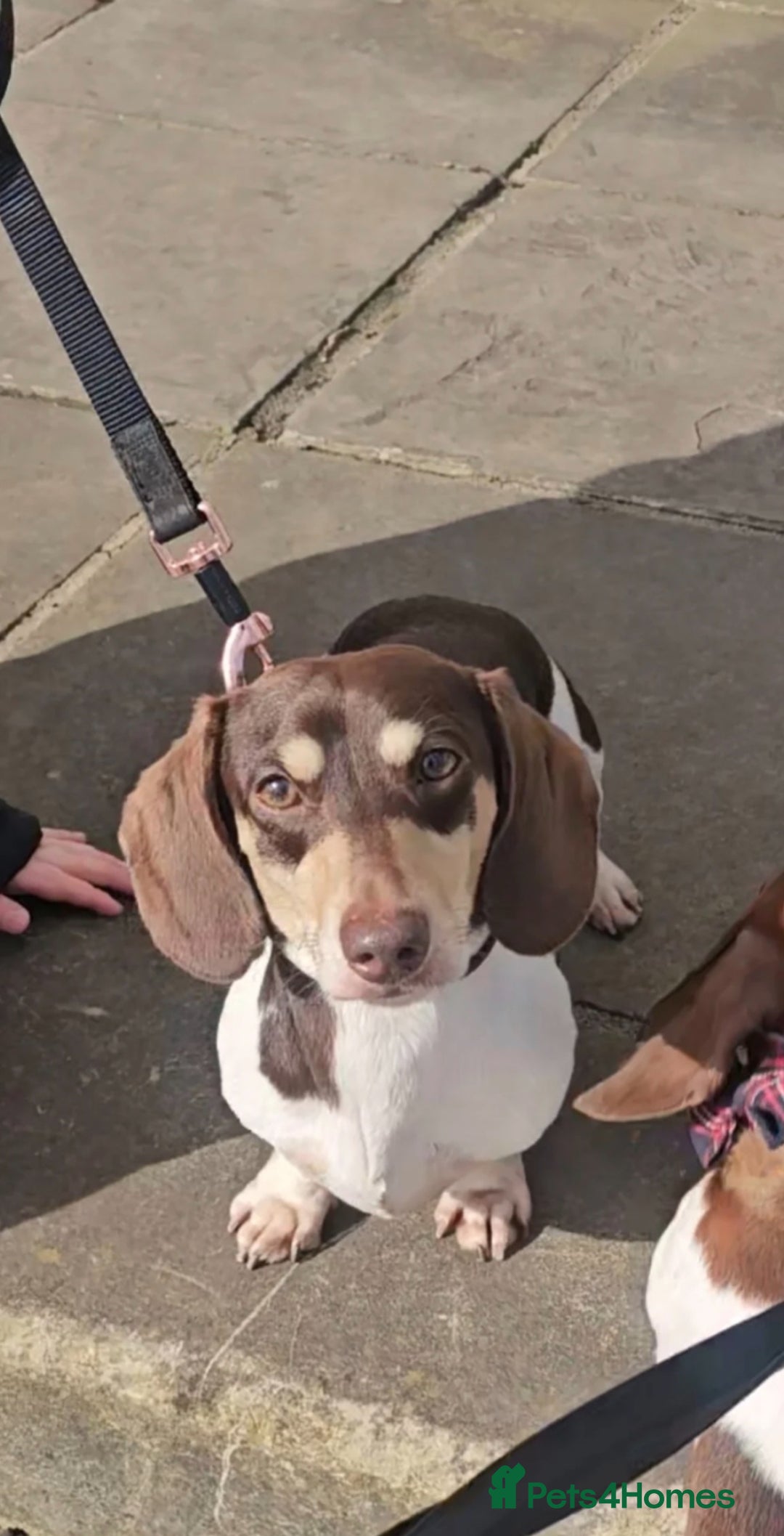 Miniature Dachshund dogs for sale: Kc reg Miniature Dachshund Puppies 🐶 💕 - Image 11