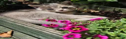British Shorthair cats for sale: Adorable British Shorthair Kittens - Advert 4