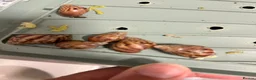 Snails invertebrates for sale: Giant african land snails £8 for 2  - Advert 2