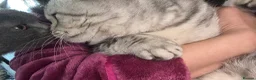 British Shorthair cats for stud: Stunning British shorthair stud available  - Advert 6