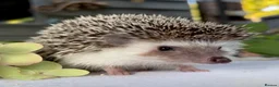 Pygmy Hedgehog rodents for sale: Boy African Pygmy Hedgehog Ethnical breeding mixed - Advert 10